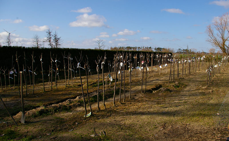 Gartenbau Golda in Rehfeld bei Falkenberg